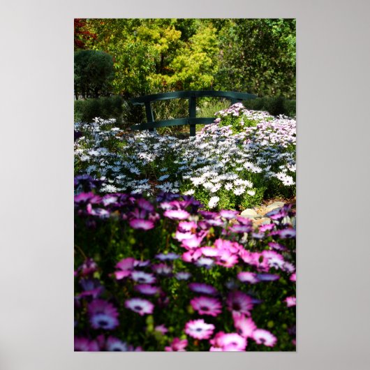 "Floral Bridge", African Daisies Poster (Vorne)