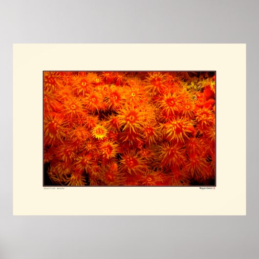 Floral Coral - Bonaire Poster (Vorne)