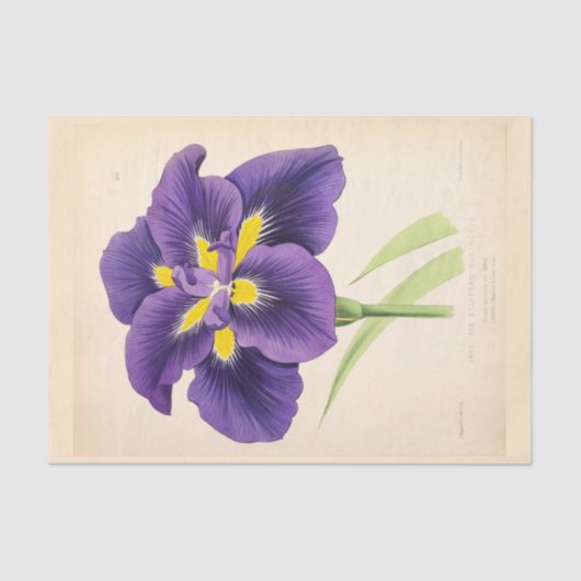 Floral Ephemera Decoupage Lila französische Blume Seidenpapier (Vorderseite)