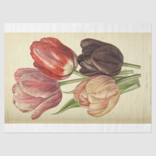 Floral Ephemera Decoupage Pink Lila Frühling Tulip Seidenpapier (Vorderseite)