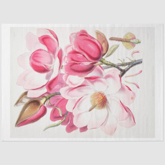 Floral Ephemera Decoupage Pink Magnolia Blume Seidenpapier (Vorderseite)