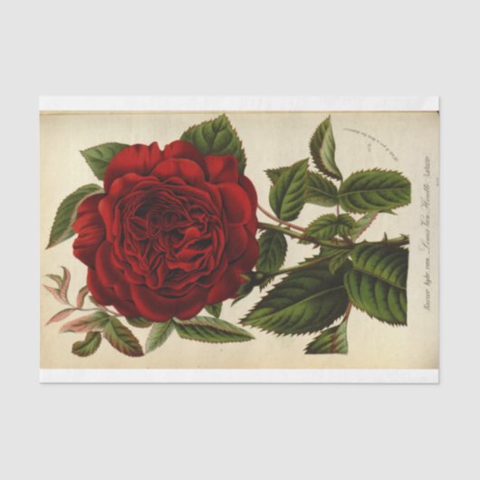 Floral Ephemera Decoupage Rote Rose Seidenpapier (Vorderseite)