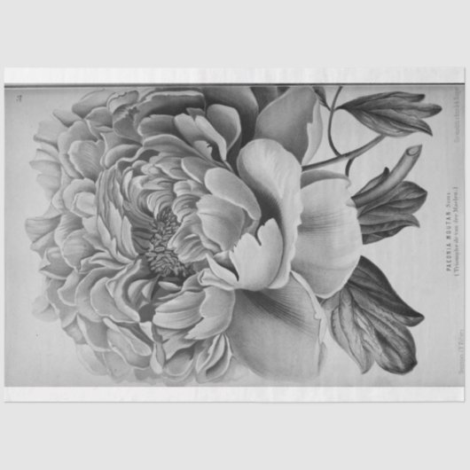 Floral Ephemera Decoupage Schwarz-weiß Peony Seidenpapier (Vorderseite)
