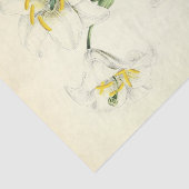 Floral Ephemera Decoupage White Lily Seidenpapier (Ausschnitt)