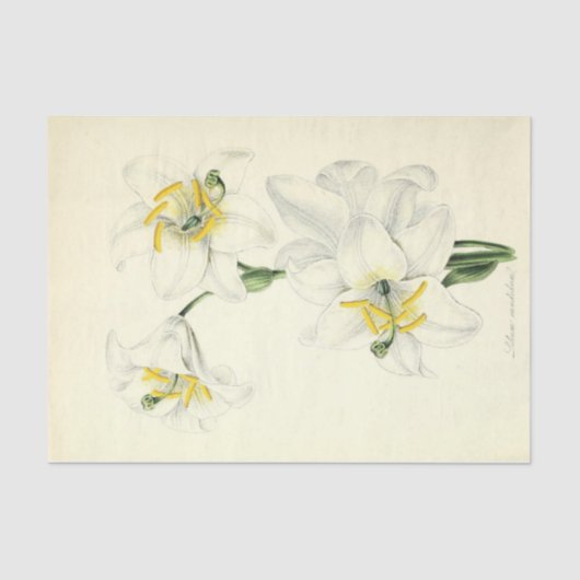 Floral Ephemera Decoupage White Lily Seidenpapier (Vorderseite)