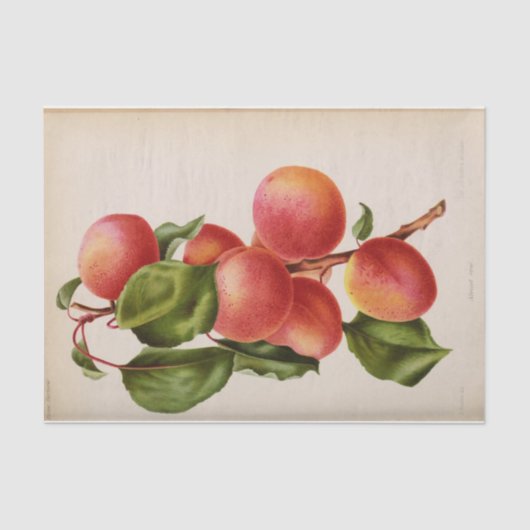 Floral Ephemere Decoupage Pink Peach Seidenpapier (Vorderseite)