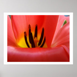Floral Fine Art prints Framed Red Tulip Flower Poster
