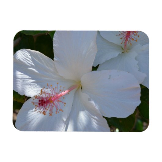 Floral Fragrance Magnet (Horizontal)