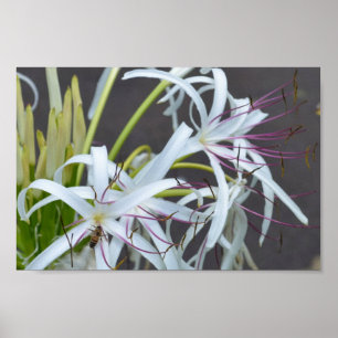 Floral Fragrance-Plakat Poster