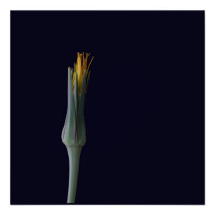 Floral Hidden Beauty Poster