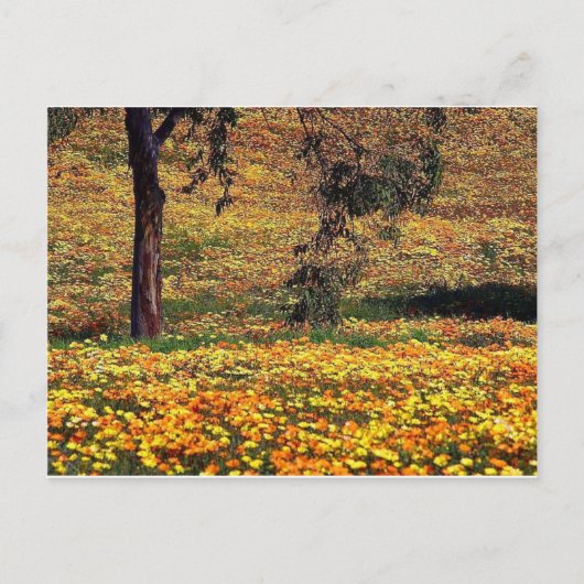 Floral Meadow Postkarte (Vorderseite)