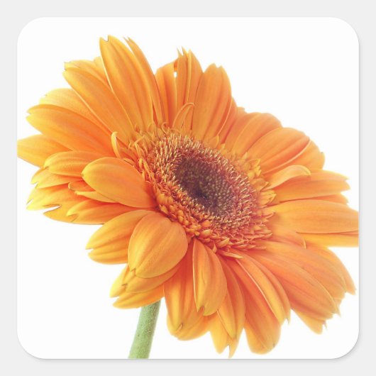 Floral Orange Gerbera Daisy Blume Wedding Party Quadratischer Aufkleber (Vorderseite)