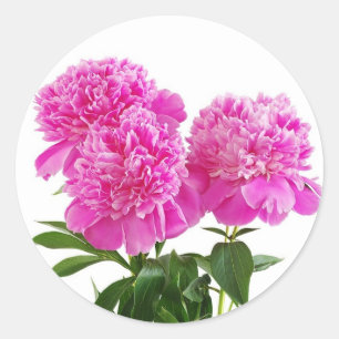 Floral Pink Fuchsia Peony Blume Bouquet Runder Aufkleber
