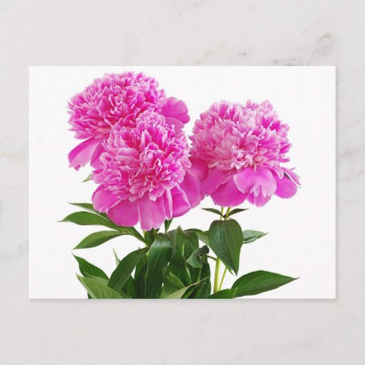 Floral Pink Peony Blume - Danke, Hallo Postkarte (Vorderseite)