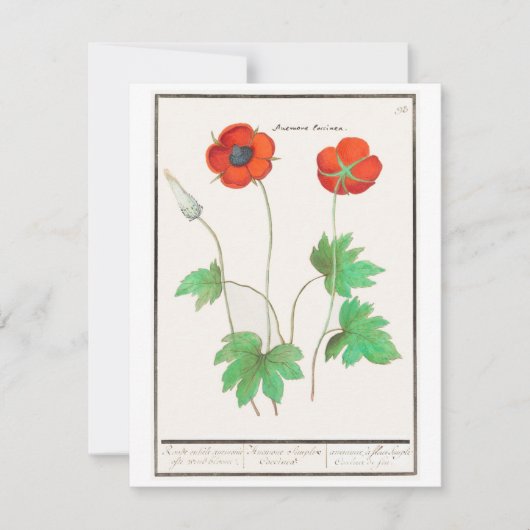 Floral Poppies Vintage Blume Bouquet Mitteilungskarte (Vorderseite)