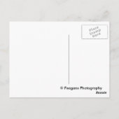 Floral Postkarte (Rückseite)