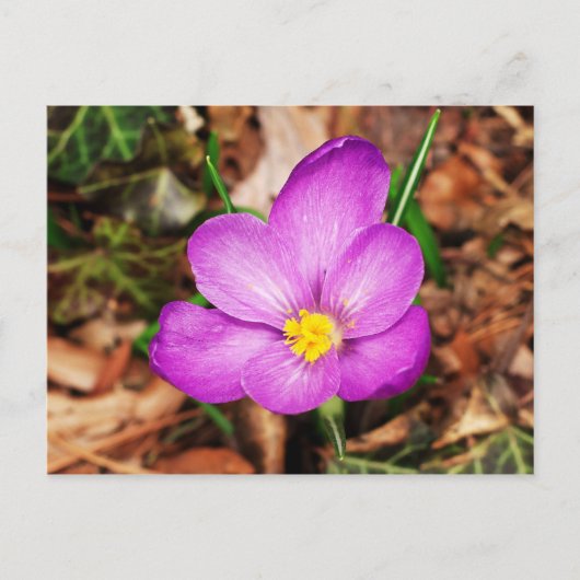 Floral Postkarte (Vorderseite)