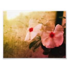 Floral Retro Image Kodak Berufliches Foto