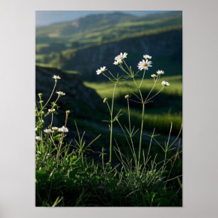 Floral Weiße Daisy Natur Landschaft Poster