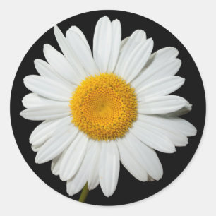 Floral White Daisy Blume Black Wedding Party Runder Aufkleber