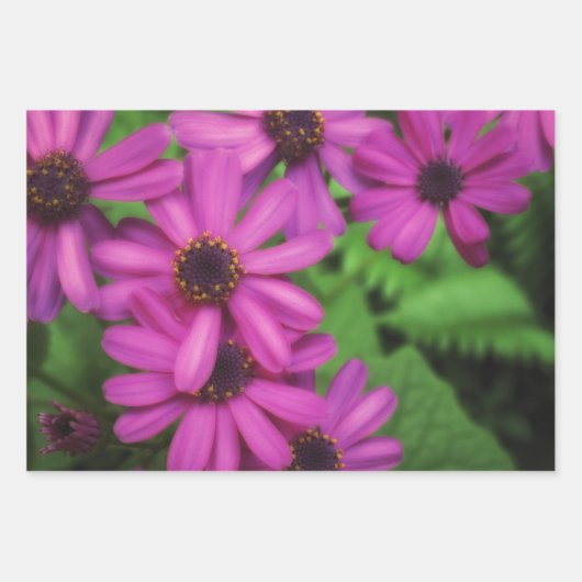 Floral Wrapping Paper Geschenkpapier Set (Vorderseite 2)