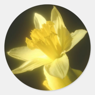 Florale Narzissen-Blumen-Hochzeitsparty in Schwarz Runder Aufkleber