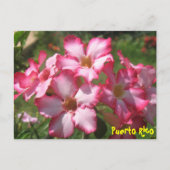 Florale Postkarte 2 (Vorderseite)