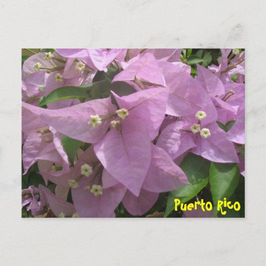 Florale Postkarte 3 (Vorderseite)