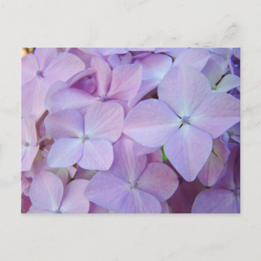 Florale Postkarten Lavender Lila Hydrangea Blume (Vorderseite)