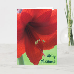 Florale rote Amaryllis Frohe Weihnachten