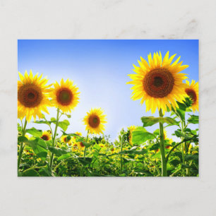 Florale Sonnenblumen Gelbe Blumen Blau Postkarte
