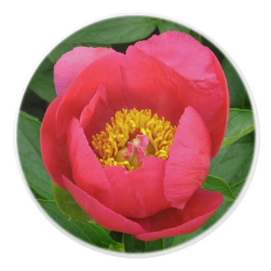 FLORALLE/ROSE-FARBFARBEN KERAMIKKNAUF (Vorderseite)