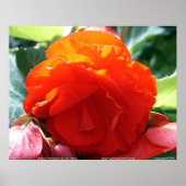 Floralscape/JDA030408107 Poster (Vorne)