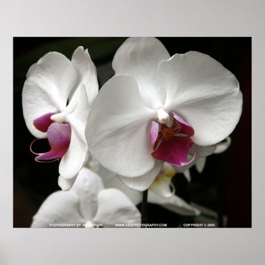 Floralscape/JDA030408109 Poster (Vorne)