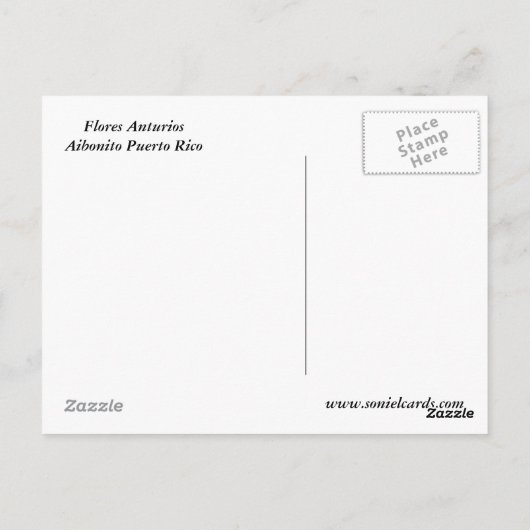 Flores Anturio Postkarte (Rückseite)