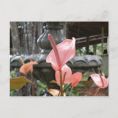 Flores Anturio Postkarte (Vorderseite)