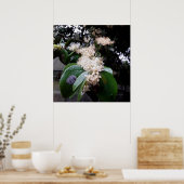 flores brancas1 poster (Küche)