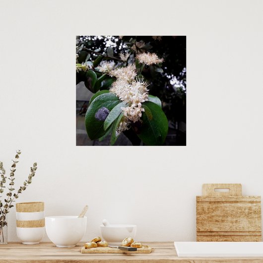 flores brancas1 poster (Küche)