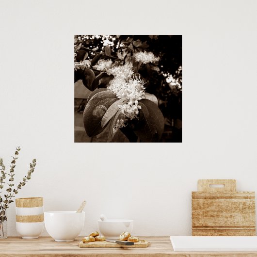 flores brancas2 poster (Küche)