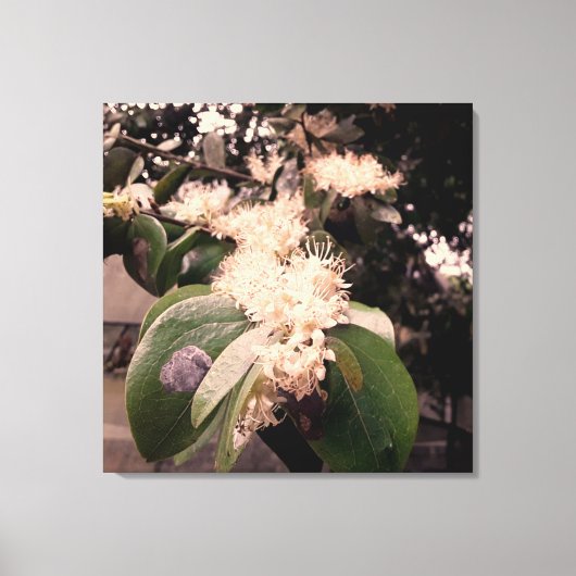 flores brancas3 leinwanddruck (Vorderseite)