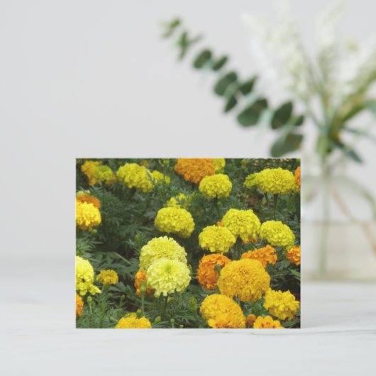 Flores Claveles Postkarte (Stehend Vorderseite)