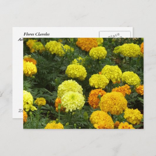Flores Claveles Postkarte (Vorne/Hinten)
