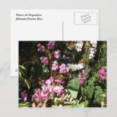 Flores de Orquideas Postkarte (Vorne/Hinten)