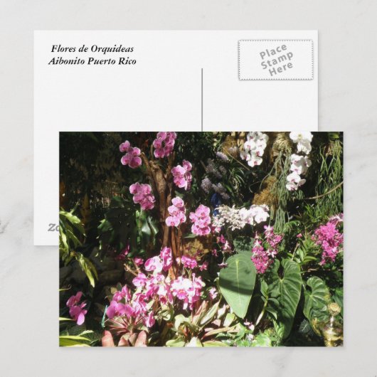Flores de Orquideas Postkarte (Vorne/Hinten)