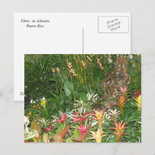 Flores en Aibonito Postkarte (Vorne/Hinten)
