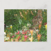 Flores en Aibonito Postkarte (Vorderseite)