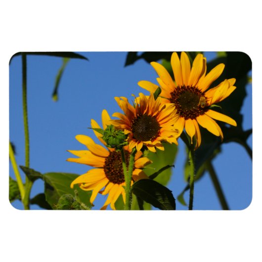 Flores en mi hierbas " Blume in meinem Unkraut " Magnet (Horizontal)