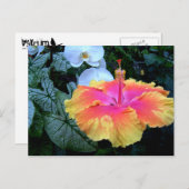 Flores. Postkarte (Vorne/Hinten)