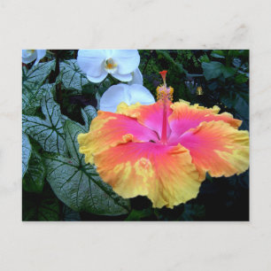 Flores. Postkarte