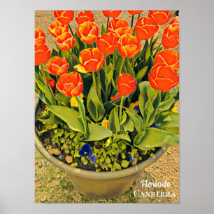 Floriade Canberra Blume Festival Tulpen Poster